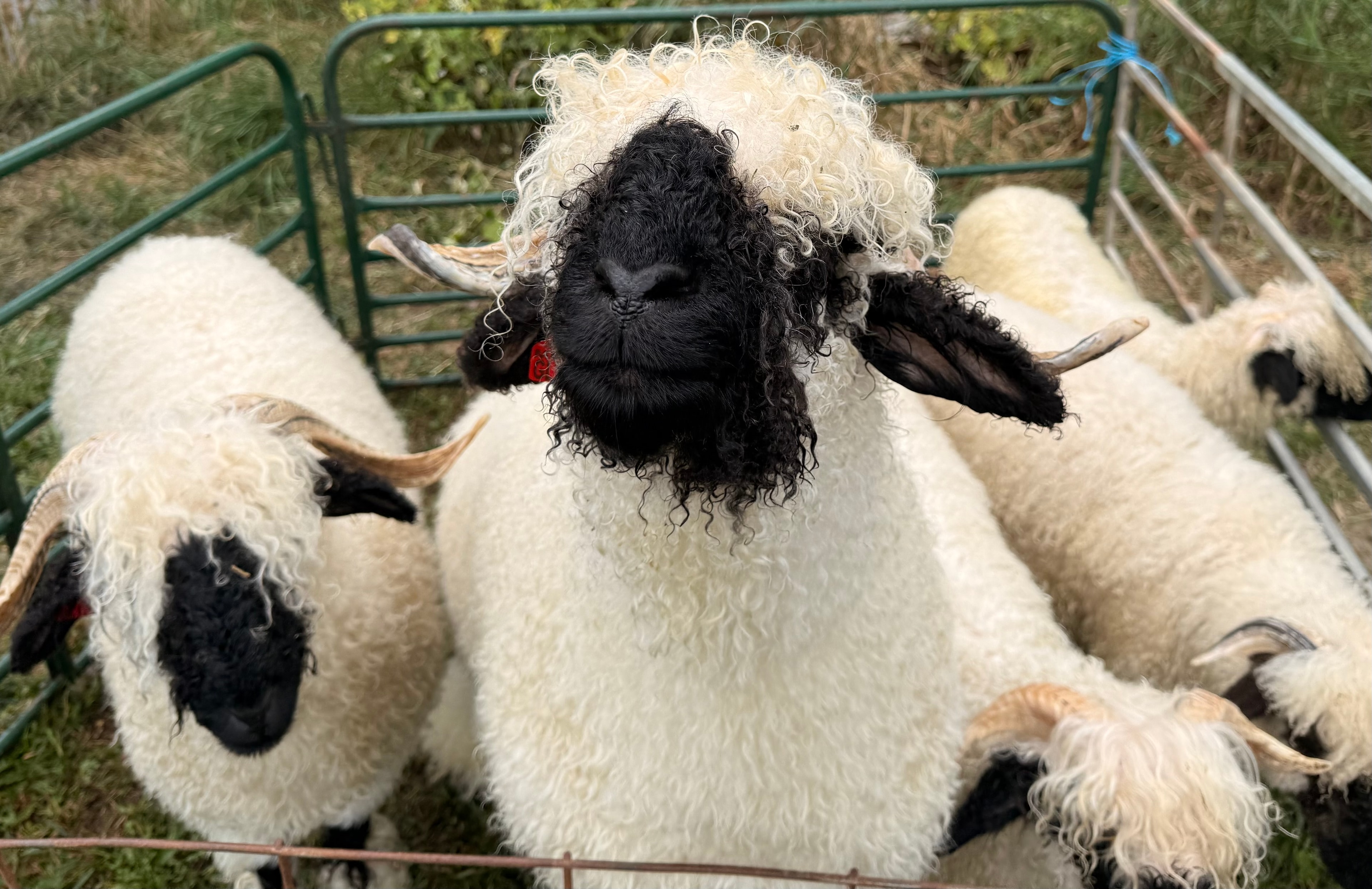 Family with sheep on the farm