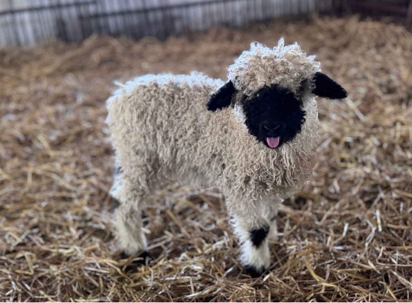 Curious Valais Blacknose lamb — the iconic black face and fluffy white wool