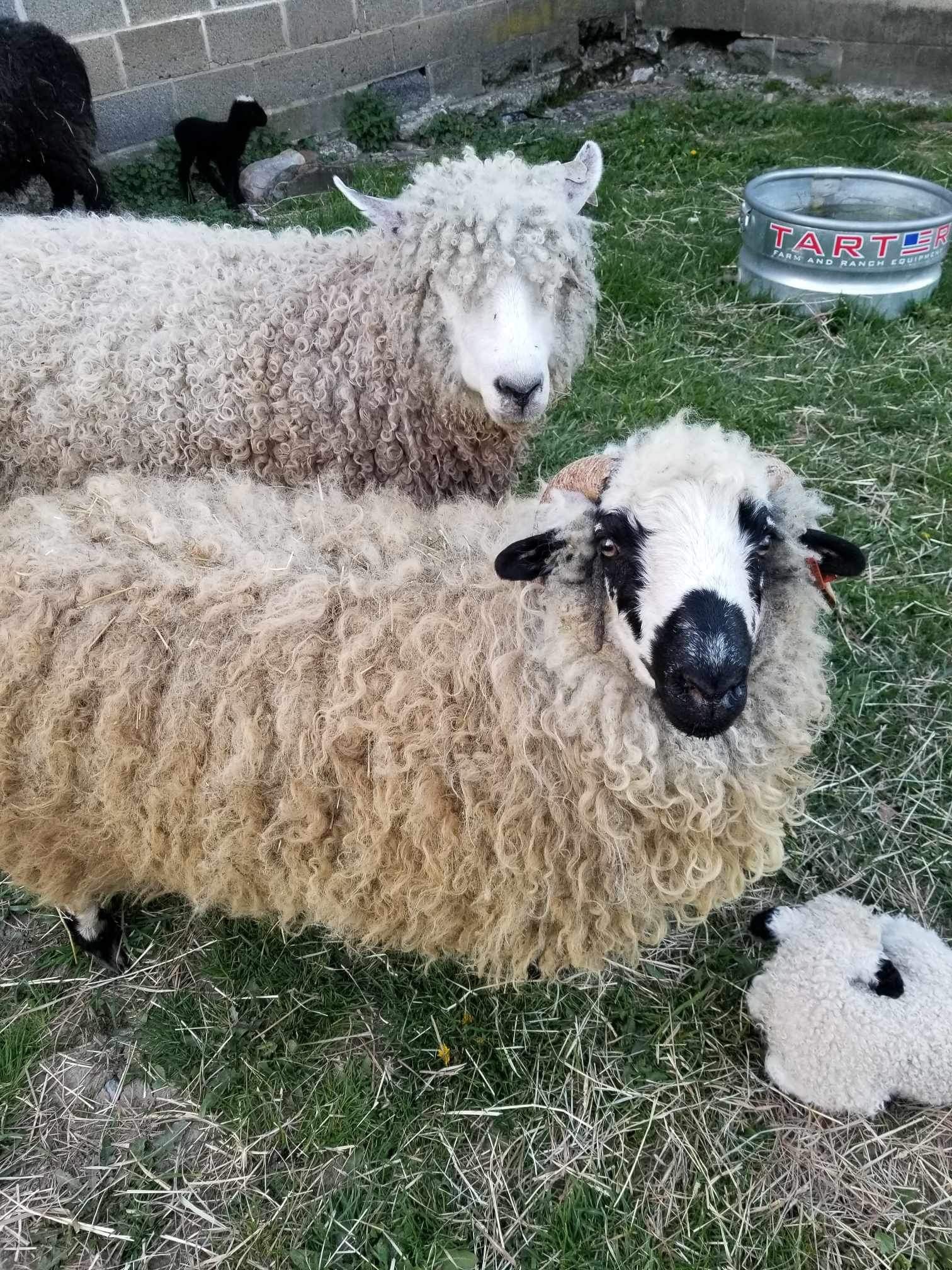Kendra — Aged Ewe